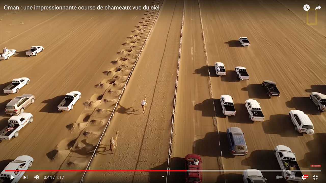 course dromadaires